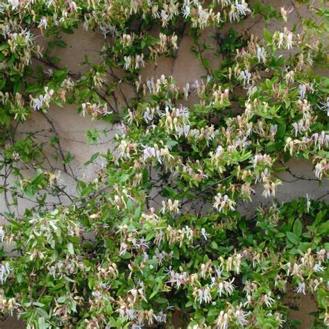 Illustration d'un chèvrefeuille grimpant en pleine floraison sur une pergola