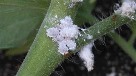 Cochenilles farineuses sur une plante grasse