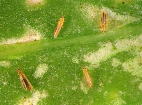 Feuilles de plante avec des thrips