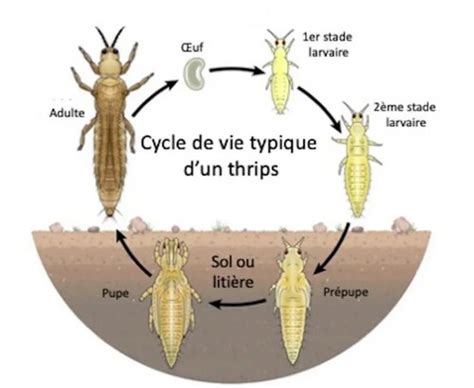 Cycle de vie des thrips