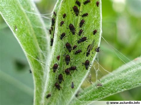 Pucerons noirs sur une plante
