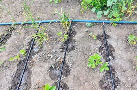 Plan de montage d'un réseau goutte à goutte dans un potager en carrés