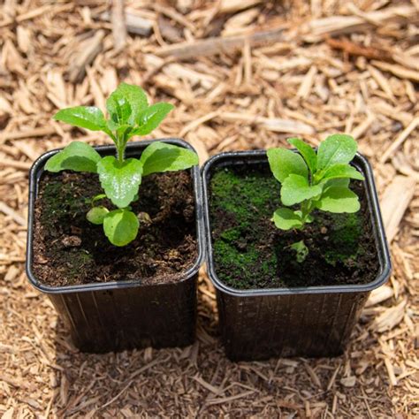 Photographie montrant des jeunes plants d'olivier en godets après le rempotage