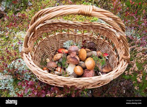 Cèpes fraîchement cueillis dans un panier en osier
