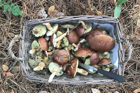 Équipement essentiel pour la cueillette des champignons: couteau, panier, bâton