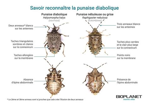 Illustration montrant la diversité morphologique des punaises : punaise verte, punaise diabolique et punaise rayée sur des feuillages