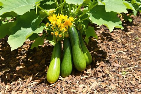 Photographie montrant le paillage autour d'un pied de courgette pour limiter l'arrosage