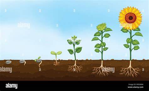 Enfants observant une plante en croissance