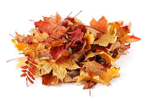 tas de feuilles mortes en automne