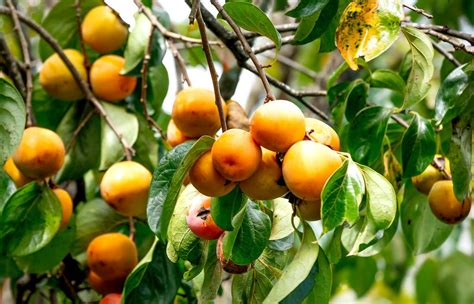 fruit de kaki sur l'arbre
