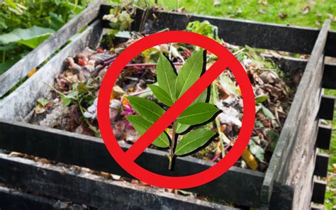 feuilles à éviter dans le compost