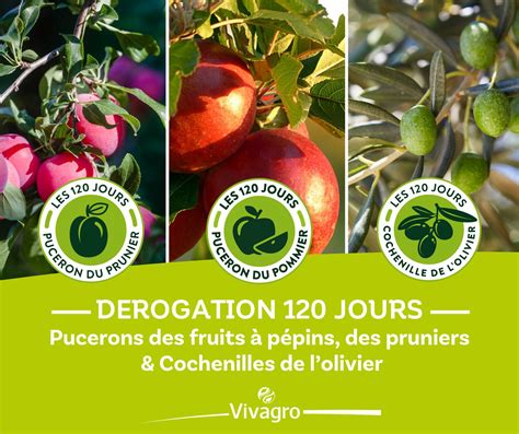 Infographie comparative des différents pucerons et cochenilles du prunier