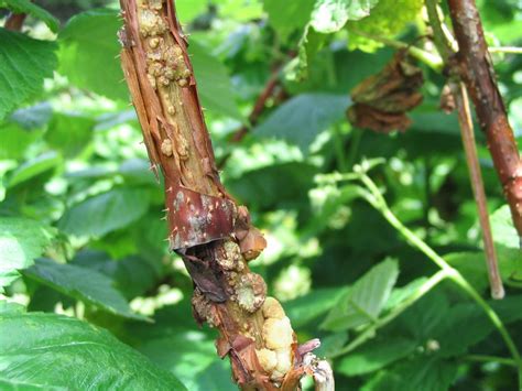 Diagnostic visuel des maladies courantes du framboisier