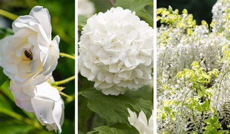 jardin paysager avec fleurs blanches printanières
