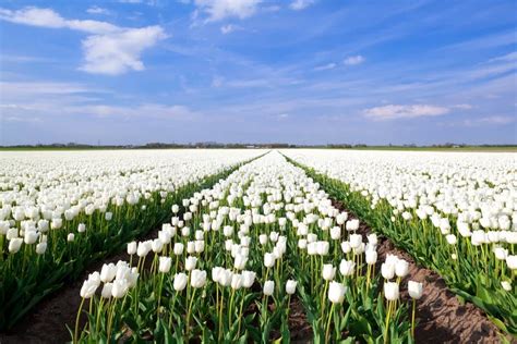 champ de tulipes blanches printanières