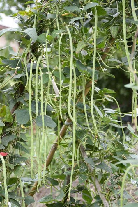 Illustration d'un plant de haricot kilomètre grimpant sur un support avec ses longues gousses pendantes