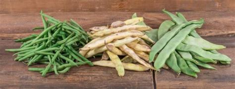 Schéma comparatif des différentes variétés de haricots kilomètres (vert, tigré, rouge)