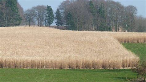 Champ de Miscanthus en pleine floraison automnale