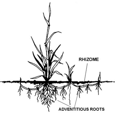 Schéma illustrant la plantation des rhizomes de Miscanthus