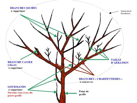 Illustration des outils nécessaires pour la taille et l'entretien des agrumes