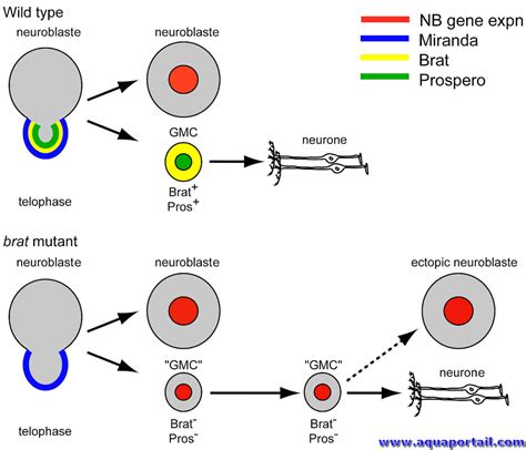 Diagramme des signaux moléculaires guidant les neuroblastes le long du courant migratoire rostral