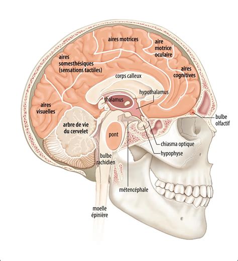 Vue d'ensemble d'une coupe de tissu cérébral mettant en évidence la zone sous-ventriculaire et le bulbe olfactif