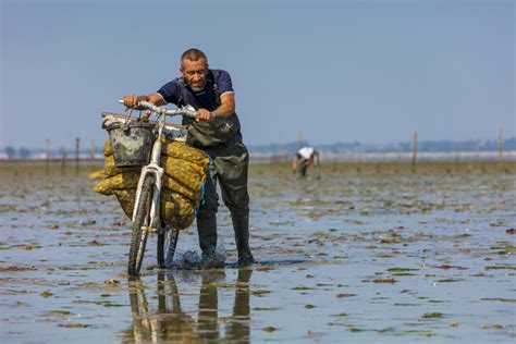 Pêcheurs à pied sur l'estran à marée basse