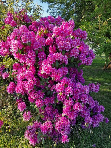 Rhododendron en pleine floraison dans un jardin ombragé
