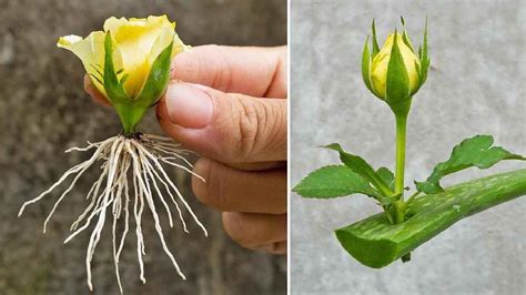 Exemple de bouton floral atteint par le Bud blast avec ses pointes noires