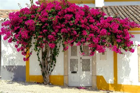 Bougainvillier en fleur sur une façade ensoleillée