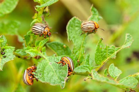 photo montrant les dégâts du doryphore sur les feuilles