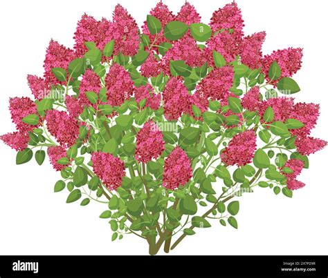 Illustration d'un lilas en pleine floraison printanière