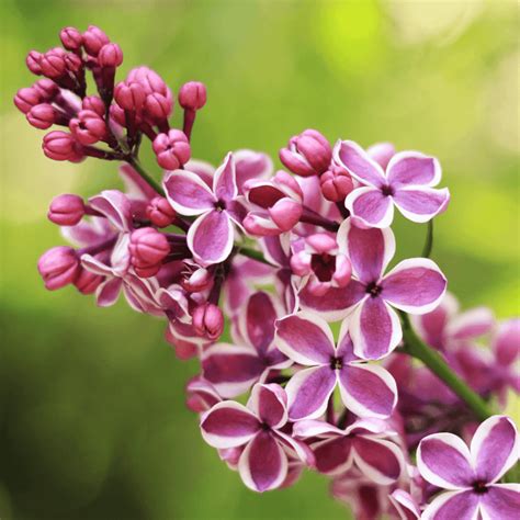 Comparaison visuelle entre un lilas commun et une variété naine comme le microphylla