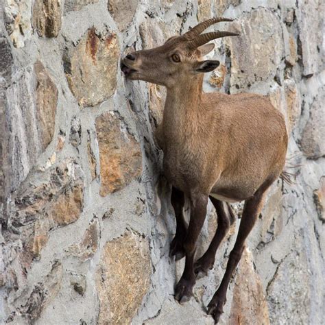 Un chamois perché sur une paroi rocheuse en montagne