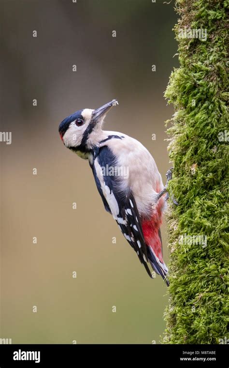 Un pic épeiche agrippé à un tronc d'arbre