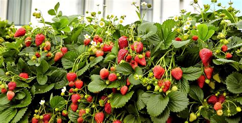 Schéma explicatif des différentes méthodes de culture des fraises sous tunnel et en plein air