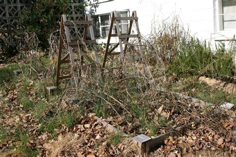 Photo d'ambiance d'un jardin parfaitement entretenu avec un coupe-bordure en action