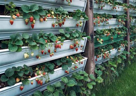Fraisiers cultivés dans une jardinière sur un balcon