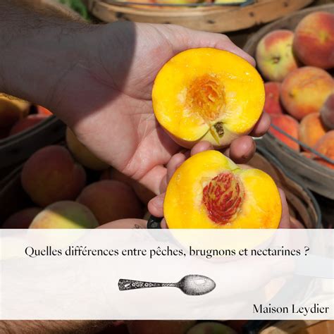Schéma comparatif des différentes variétés de pêches (pêches, brugnons, nectarines)