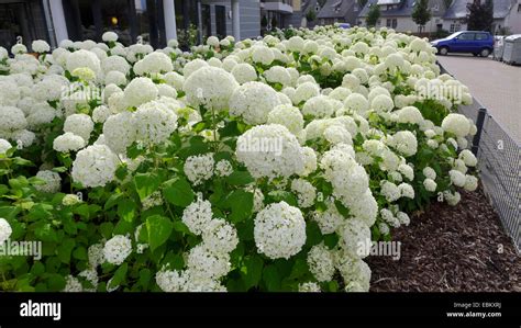 jardin fleuri d'hortensias blancs