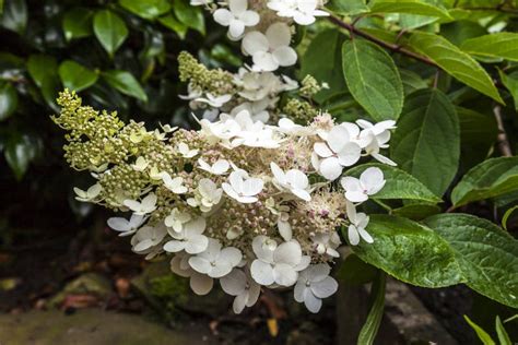 inflorescence conique d'Hydrangea paniculata