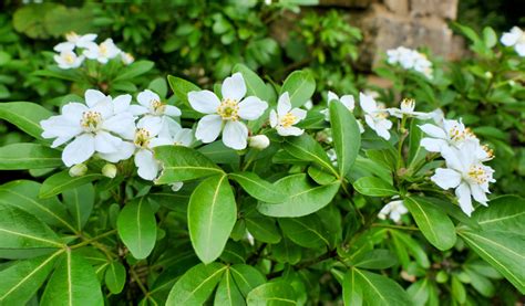 oranger du Mexique en fleurs