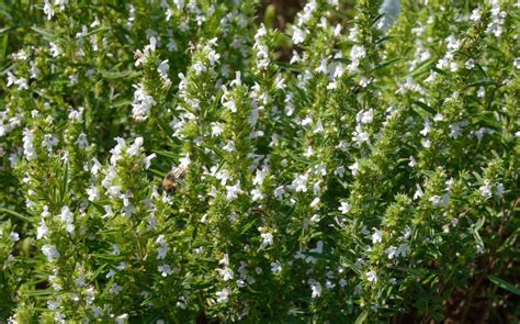 Plantation de sarriette dans un jardin ensoleillé