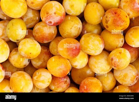 Gros plan sur des mirabelles de Metz mûres