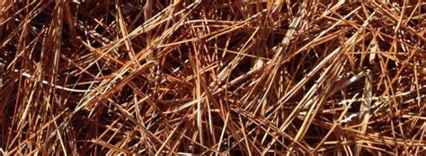 Schéma de paillage avec aiguilles de pin