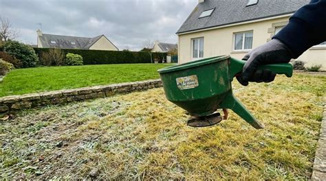 Gazon vert et dense