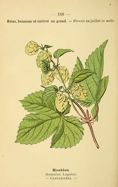 Illustration botanique du houblon montrant ses feuilles opposées et ses cônes femelles