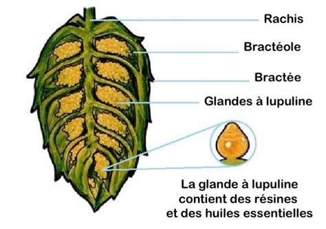 Schéma détaillé d'un cône de houblon révélant les glandes de lupulin