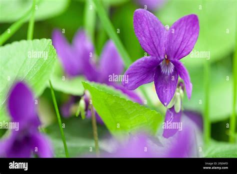 Illustration de violettes sauvages dans une pelouse