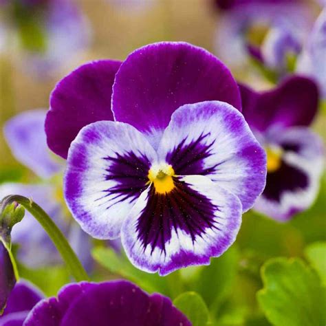 Schéma comparatif entre une pensée et une violette
